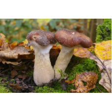 Мицелий Опенка толстоногого (Armillaria lutea)